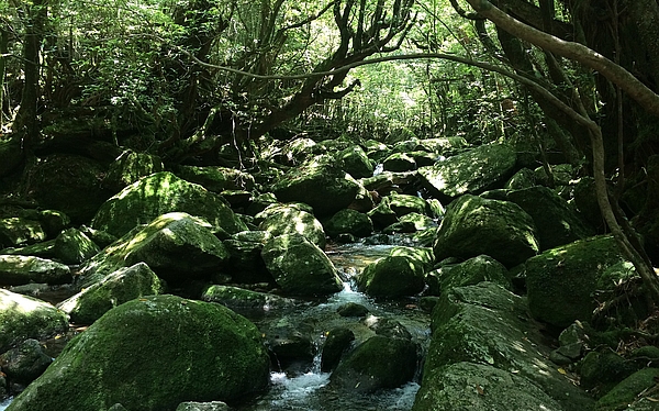 屋久島魔法森林健行6日