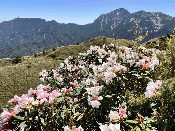 新手百岳 | 合歡北峰+南峰